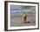 A Golden Retriever Walking with a Stick at Hendrey's Beach in Santa Barbara, California, USA-Zandria Muench Beraldo-Framed Premium Photographic Print