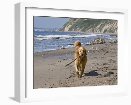 A Golden Retriever Walking with a Stick at Hendrey's Beach in Santa Barbara, California, USA-Zandria Muench Beraldo-Framed Premium Photographic Print