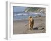 A Golden Retriever Walking with a Stick at Hendrey's Beach in Santa Barbara, California, USA-Zandria Muench Beraldo-Framed Premium Photographic Print