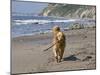 A Golden Retriever Walking with a Stick at Hendrey's Beach in Santa Barbara, California, USA-Zandria Muench Beraldo-Mounted Premium Photographic Print