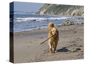 A Golden Retriever Walking with a Stick at Hendrey's Beach in Santa Barbara, California, USA-Zandria Muench Beraldo-Stretched Canvas