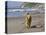 A Golden Retriever Walking with a Stick at Hendrey's Beach in Santa Barbara, California, USA-Zandria Muench Beraldo-Stretched Canvas