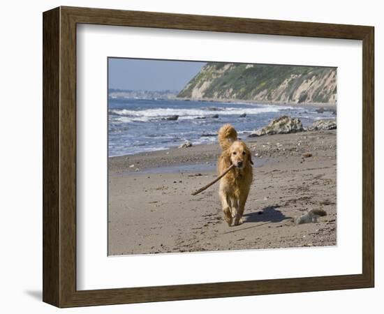 A Golden Retriever Walking with a Stick at Hendrey's Beach in Santa Barbara, California, USA-Zandria Muench Beraldo-Framed Photographic Print