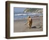 A Golden Retriever Walking with a Stick at Hendrey's Beach in Santa Barbara, California, USA-Zandria Muench Beraldo-Framed Photographic Print