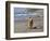 A Golden Retriever Walking with a Stick at Hendrey's Beach in Santa Barbara, California, USA-Zandria Muench Beraldo-Framed Photographic Print