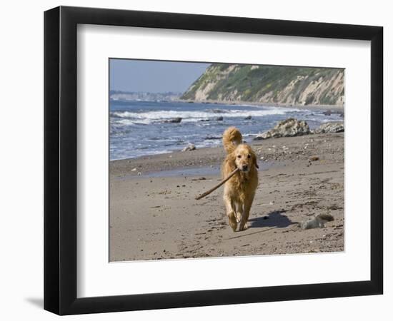 A Golden Retriever Walking with a Stick at Hendrey's Beach in Santa Barbara, California, USA-Zandria Muench Beraldo-Framed Photographic Print