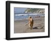 A Golden Retriever Walking with a Stick at Hendrey's Beach in Santa Barbara, California, USA-Zandria Muench Beraldo-Framed Photographic Print