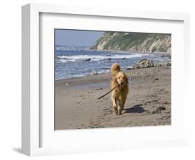 A Golden Retriever Walking with a Stick at Hendrey's Beach in Santa Barbara, California, USA-Zandria Muench Beraldo-Framed Photographic Print