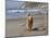 A Golden Retriever Walking with a Stick at Hendrey's Beach in Santa Barbara, California, USA-Zandria Muench Beraldo-Mounted Photographic Print
