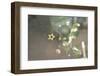 A Golden Star on the Christmas Tree-Petra Daisenberger-Framed Photographic Print