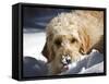 A Goldendoodle with Snow on it's Nose, New Mexico, USA-Zandria Muench Beraldo-Framed Stretched Canvas