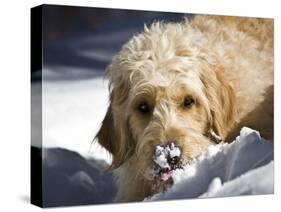 A Goldendoodle with Snow on it's Nose, New Mexico, USA-Zandria Muench Beraldo-Stretched Canvas