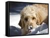 A Goldendoodle with Snow on it's Nose, New Mexico, USA-Zandria Muench Beraldo-Framed Stretched Canvas