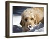 A Goldendoodle with Snow on it's Nose, New Mexico, USA-Zandria Muench Beraldo-Framed Photographic Print