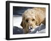 A Goldendoodle with Snow on it's Nose, New Mexico, USA-Zandria Muench Beraldo-Framed Photographic Print