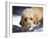 A Goldendoodle with Snow on it's Nose, New Mexico, USA-Zandria Muench Beraldo-Framed Photographic Print