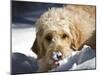 A Goldendoodle with Snow on it's Nose, New Mexico, USA-Zandria Muench Beraldo-Mounted Photographic Print