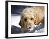 A Goldendoodle with Snow on it's Nose, New Mexico, USA-Zandria Muench Beraldo-Framed Photographic Print