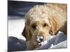 A Goldendoodle with Snow on it's Nose, New Mexico, USA-Zandria Muench Beraldo-Mounted Photographic Print