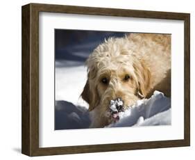 A Goldendoodle with Snow on it's Nose, New Mexico, USA-Zandria Muench Beraldo-Framed Photographic Print