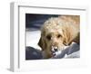 A Goldendoodle with Snow on it's Nose, New Mexico, USA-Zandria Muench Beraldo-Framed Photographic Print