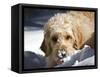 A Goldendoodle with Snow on it's Nose, New Mexico, USA-Zandria Muench Beraldo-Framed Stretched Canvas