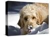 A Goldendoodle with Snow on it's Nose, New Mexico, USA-Zandria Muench Beraldo-Stretched Canvas