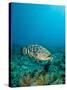 A Goliath Grouper Effortlessly Floats by a Shipwreck Off the Coast Key Largo, Florida-Stocktrek Images-Stretched Canvas