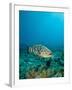 A Goliath Grouper Effortlessly Floats by a Shipwreck Off the Coast Key Largo, Florida-Stocktrek Images-Framed Photographic Print