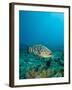 A Goliath Grouper Effortlessly Floats by a Shipwreck Off the Coast Key Largo, Florida-Stocktrek Images-Framed Photographic Print