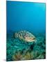 A Goliath Grouper Effortlessly Floats by a Shipwreck Off the Coast Key Largo, Florida-Stocktrek Images-Mounted Photographic Print