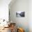 A Gondola Crossing the Grand Canal, Venice, UNESCO World Heritage Site, Veneto, Italy, Europe-Amanda Hall-Photographic Print displayed on a wall