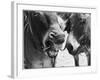 A Good Joke' or 'Oh George, You are a One!' - a Laughing Donkey!-null-Framed Photographic Print