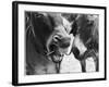 A Good Joke' or 'Oh George, You are a One!' - a Laughing Donkey!-null-Framed Photographic Print