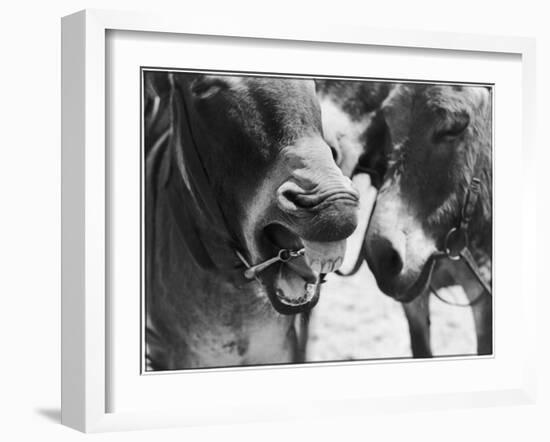 A Good Joke' or 'Oh George, You are a One!' - a Laughing Donkey!-null-Framed Photographic Print