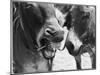 A Good Joke' or 'Oh George, You are a One!' - a Laughing Donkey!-null-Mounted Photographic Print