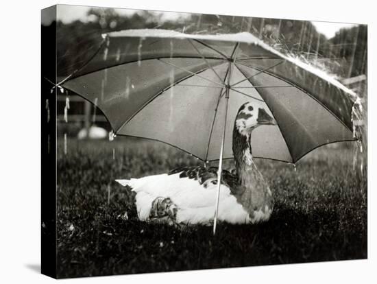 A Goose Takes Cover from the Heavy Rainfall Underneath an Umbrella, Dorset, October 1968-null-Stretched Canvas