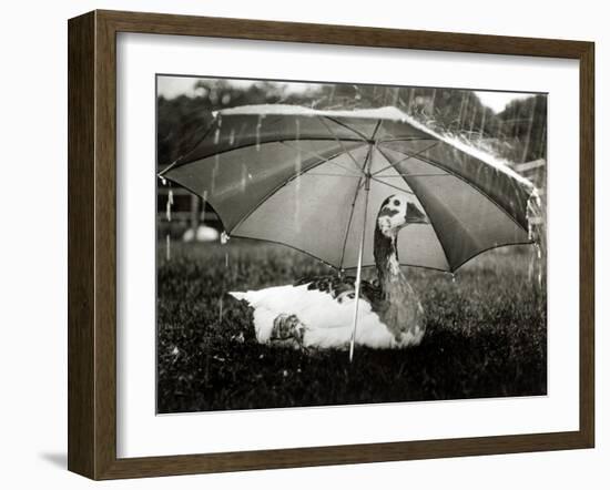 A Goose Takes Cover from the Heavy Rainfall Underneath an Umbrella, Dorset, October 1968-null-Framed Photographic Print