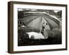 A Goose Takes Cover from the Heavy Rainfall Underneath an Umbrella, Dorset, October 1968-null-Framed Photographic Print