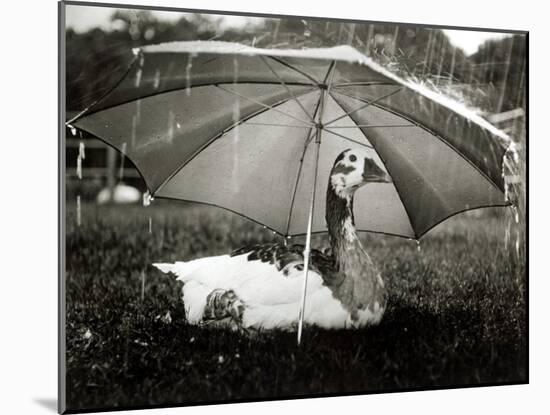 A Goose Takes Cover from the Heavy Rainfall Underneath an Umbrella, Dorset, October 1968-null-Mounted Photographic Print