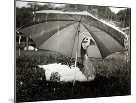 A Goose Takes Cover from the Heavy Rainfall Underneath an Umbrella, Dorset, October 1968-null-Mounted Photographic Print