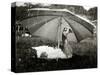 A Goose Takes Cover from the Heavy Rainfall Underneath an Umbrella, Dorset, October 1968-null-Stretched Canvas