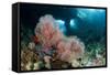 A Gorgonian Sea Fan with the View of Boo Windows, Indonesia-null-Framed Stretched Canvas