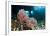 A Gorgonian Sea Fan with the View of Boo Windows, Indonesia-null-Framed Photographic Print