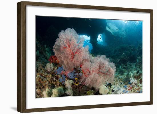 A Gorgonian Sea Fan with the View of Boo Windows, Indonesia-null-Framed Photographic Print