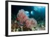 A Gorgonian Sea Fan with the View of Boo Windows, Indonesia-null-Framed Photographic Print