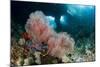 A Gorgonian Sea Fan with the View of Boo Windows, Indonesia-null-Mounted Photographic Print