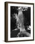 A Goshawk-null-Framed Photographic Print