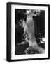 A Goshawk-null-Framed Photographic Print