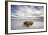 A Grass Mound in a Barren Desert in USA-Jody Miller-Framed Photographic Print